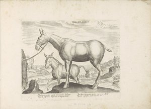 Mulezel en ezel Öszvér és szamár (cím a tárgyon) Paardenrassen uit de Koninklijke stallen van Don Juan van Oostenrijk (sorozat címe) A ló, amelyben mindenféle nemes: a világ legkülönbözőbb pontjairól megkülönböztetett lovak viselkedése válogatott (...) (so alkotó: Anonymous