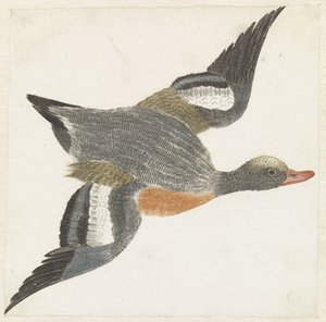 Widgeon repül jobbra alkotó: Anonymous