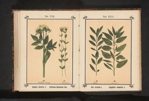 Olajfaág és mandulaág Olea europaea L. Amygdalus communis L. (cím a tárgyon) alkotó: Anonymous