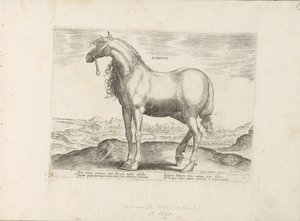Paard Görögországból Achivus (cím az objektumon) Paardenrassen uit de Koninklijke stallen van Don Juan van Oostenrijk (sorozat címe) A ló, amelyben mindenféle nemes: a világ legkülönbözőbb pontjairól megkülönböztetett lovak viselkedése válogatott (...) (so alkotó: Anonymous