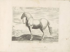 Paard uit Noord-Italië Insuber (cím az objektumon) Paardenrassen uit de Koninklijke stallen van Don Juan van Oostenrijk (sorozat címe) A ló, amelyben mindenféle nemes: a világ legkülönbözőbb pontjairól megkülönböztetett lovak viselkedése válogatott (...) ( alkotó: Anonymous