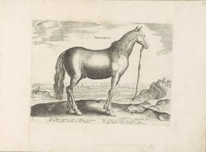 Paard uit Thessalië Thesszália (cím a tárgyon) Paardenrassen uit de Koninklijke stallen van Don Juan van Oostenrijk (sorozat címe) A ló, amelyben mindenféle nemes: a világ legkülönbözőbb pontjairól megkülönböztetett lovak viselkedése válogatott (...) (soro alkotó: Anonymous