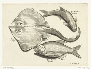 Ray, keszeg és fehérhal Libelivs miscellaneous Genera piscium complectens (sorozat címe) Édesvízi halak, tengeri halak, békák, rákfélék és tengeri élőlények (sorozat címe) alkotó: Anonymous
