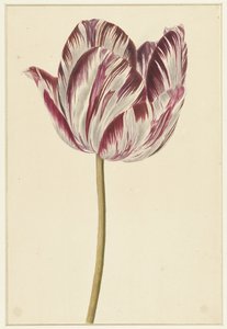 Piros-fehér tulipán alkotó: Anonymous