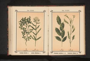 Vörös szantálfa és édeskömény gyógynövény Pterocarpus santalinus L. fil. Foeniculum officinale Al.. (cím a tárgyon) alkotó: Anonymous