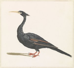Slangenhalsvogel alkotó: Anonymous
