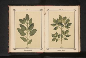 Egy igazi bölcs ága Salvia officinalis. L. (cím a tárgyon) alkotó: Anonymous