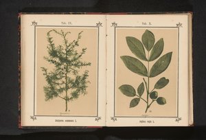 Egy boróka ága Juniperus communis L. (cím a tárgyon) alkotó: Anonymous