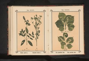Nyári hárs ága és téli hárs ága Tilia grandifolia Ehrh. Tilia parvifolia Ehrh. (cím a tárgyon) alkotó: Anonymous