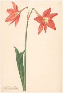 Köszönöm van root amaryllis alkotó: Anonymous