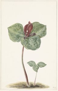 Trillium alkotó: Anonymous