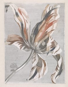 Tulipán alkotó: Anonymous