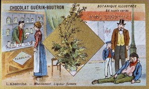 Abszint: gyógyszer és halálos likőr. Metszet (chromo). Reklám kromolitográfiája Guerin-Boutron csokoládékhoz, 19. század vége. Illustree Botanikai sorozat. alkotó: Anonymous Anonymous