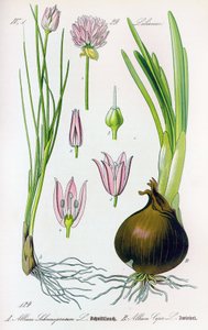Botanikai tábla: Allium schoenoprasum (snidling) és allium cepa (hagyma). 29. tábla Magángyűjtemény alkotó: Anonymous Anonymous