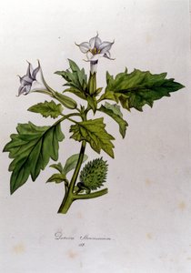 Botanikai tábla: Datura Stramonium (Datura stramoine vagy stramoine officinale). Franz von Paula Schrank (1747-1835) német természettudós, Monaco 1816-os metszete a „Flora Monacensis”-be. alkotó: Anonymous Anonymous
