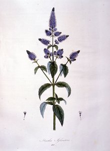 Botanikai tábla: vadmenta (mentha sylvestris). 19. századi metszet. alkotó: Anonymous Anonymous
