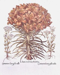 Lily and Centaurea, német alkotó: Anonymous Anonymous