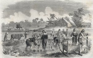 Rizstermesztés Manilában (Manilla) a Fülöp-szigeteken 1864-ben. (Rizs ültetése Manillában) Anonymous metszet. Magángyűjtemény. alkotó: Anonymous Anonymous