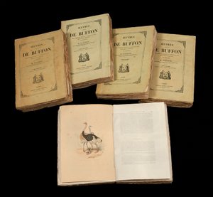 The Complete Artworks of Buffon (1707 - 1788) - magángyűjtemény alkotó: Anonymous Anonymous