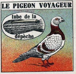 Posta: Az utazó galamb. Névtelen illusztráció 1925-ből. Magángyűjtemény. alkotó: Anonymous Anonymous