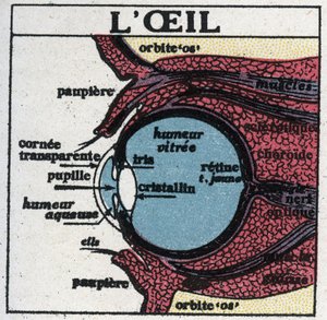 A szem: az emberi szem keresztmetszete. Névtelen illusztráció 1925-ből. Magángyűjtemény. alkotó: Anonymous Anonymous