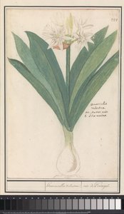 Amarillisz (Hippeastrum) heromocallis Valentina / írisz Portugáliából (cím a tárgyon) alkotó: Anselmus Boëtius de Boodt