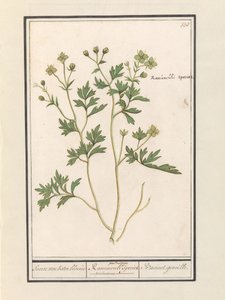 Boglárka (Ranunculus) Boglárka / Ranunculi palustris Faj. / Bacinet genoille. (cím a tételen)