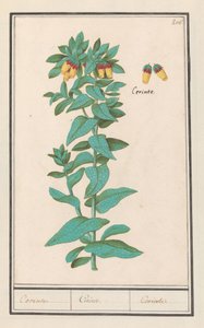 Cerinthe (Cerinthe major) Követelmények. / Követelmények. / Követelmények. (cím a tárgyon)