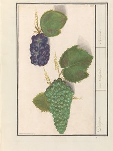 Druif (Vitis vinifera) Druijven. / uva Vulgaris. / Mazsola (cím a tárgyon) alkotó: Anselmus Boëtius de Boodt