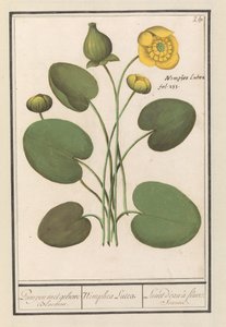 Sárga csomó (Nuphar lutea) Pumpa sárga virágokkal. / Nimphea lutea. / Lunet d