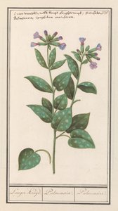 Foltos tüdőfű (Pulmonaria officinalis) Hosszabb fűszer. / Pulmonaria. / Pulmonalis. (cím a tárgyon)