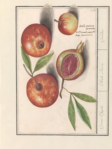 Gránátalma (Punica granatum) Grenaert alma. / Mala Punica. / Gránátok. (cím a tárgyon)