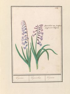 Jácint (Hyacinthus orientalis) Hijacin / Jácint / Hijacinte (cím a tárgyon)