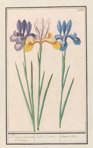 Írisz (Iris siberica) portugál, mint van Lisbloemen. / irides Lusitanae. / hemero Cale. (cím a tárgyon) alkotó: Anselmus Boëtius de Boodt