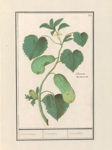 Komkommer (Uborka sativa) Kompromisszum / Uborka / Cornichon. (cím a tárgyon)