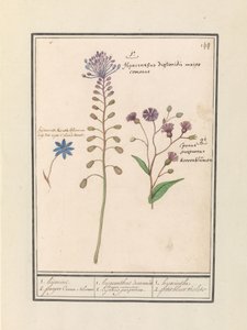 Kuifhyacint (Muscari comosum) en korenbloem (Centaurie) 1. eltérítés 2. lila Coorn Bloeme / 1. jácint dioscorides. Egy jóképű polgármester. 2. Cajanus lila. / 1. jácint 2. petit bluet violet (cím a tárgyon) alkotó: Anselmus Boëtius de Boodt