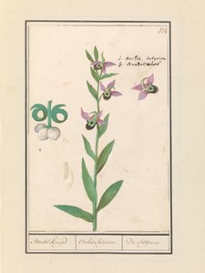 Nevető darázsorchidea (Ophrys bombyliflora) és kökörcsin (Anemone) | Nevető darázsorchidea (Ophrys bombyliflora) Nevető darázsorchidea (Ophrys bombyliflora)