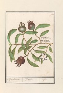 naspolya (Mespilus germanica) naspolya fa. / Mespilus. / Nefflier (cím az objektumon)