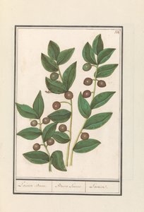 Olíva (Olea europaea) Babérfa. / Bacca Laurus. / Laurel (cím a tárgyon) alkotó: Anselmus Boëtius de Boodt