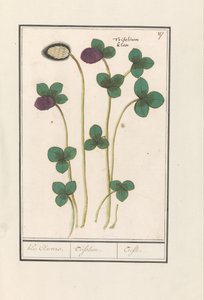 Vörös lóhere (Trifolium pratense) Klee Claevers. / Trifolium. / Trefle (cím az objektumon) alkotó: Anselmus Boëtius de Boodt