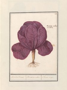 Vörös káposzta (Brassica oleracea convar. capitata var. rubra) Vörös Cauwel. / Brassica rubra. / Choux rouge (cím a tárgyon) alkotó: Anselmus Boëtius de Boodt