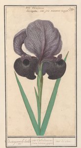 Rouw írisz (Iris susiana) from suzyaensche lisbloeme / iris Calcedonica. írisz Susiana major. / suze írisz. (cím a tárgyon) alkotó: Anselmus Boëtius de Boodt