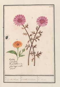 Rózsaszín virág (ismeretlen) és körömvirág (Calendula officinalis) 1. 2. Aranyvirág. / 1. 2. Caltha Calendula. / 1. 2. Soucie. (cím a tételen) alkotó: Anselmus Boëtius de Boodt