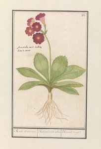 kankalin (Primula) Vörös Medve füle. / Auricula ursi rubra. / Auricule rouge (cím a tárgyon) alkotó: Anselmus Boëtius de Boodt