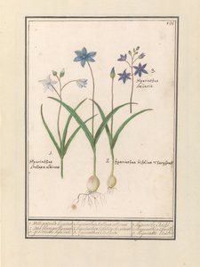Sterhyacint (Scilla) 1. Witte tréfás volt tegnap. 2. Twee blaerigen hijacint. 3. Tegnap eltérítettek. / 1. Hyacinthus Stellaris albicans 2. Hyacinthus bifolius Theophrastus 3. Hyacinthus Stellaris. / 1. jácint Etoilée 2. jácint a 2 feuille 3 hijac alkotó: Anselmus Boëtius de Boodt