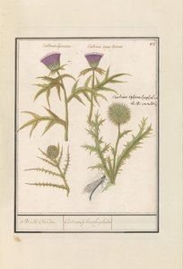 Bogáncs (Carduus) és articsóka (Cynara cardunculus) Distel (Bogáncs) en artisjok (Cynara cardunculus) Boll Caerden / Cardius Spheroche-phalus (cím a tárgyon)