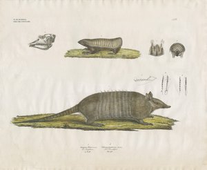 Garmadillók koponyával és fogazattal (kézzel színezett litográfia) alkotó: Anstalt Arnz & Co.