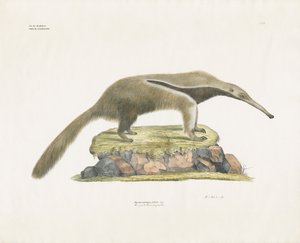 Óriáshangya sziklás terepen (kézi színezésű litográfia) alkotó: Anstalt Arnz & Co.