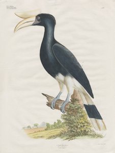 Hornbill (kézzel színezett litográfia) alkotó: Anstalt Arnz & Co.