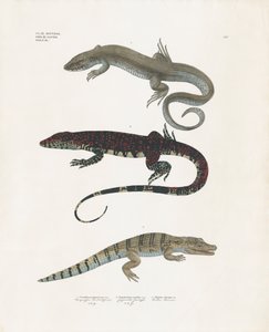 Monitor gyík, mérges gyík és aligátor a hüllő osztályból (kézi színezett litográfia) alkotó: Anstalt Arnz & Co.